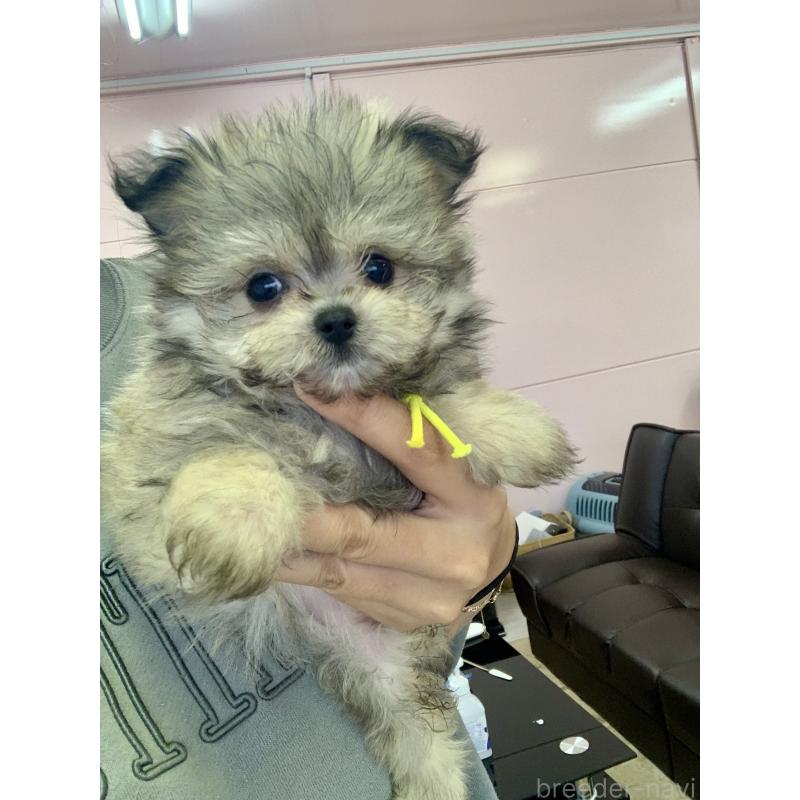 商談中の滋賀県のポメマル:ポメラニアン×マルチーズ-417620の2枚目