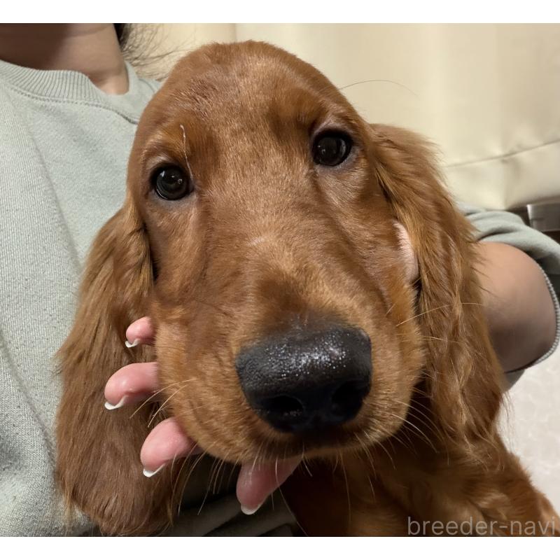 成約済の東京都のアイリッシュセッター-399026の2枚目