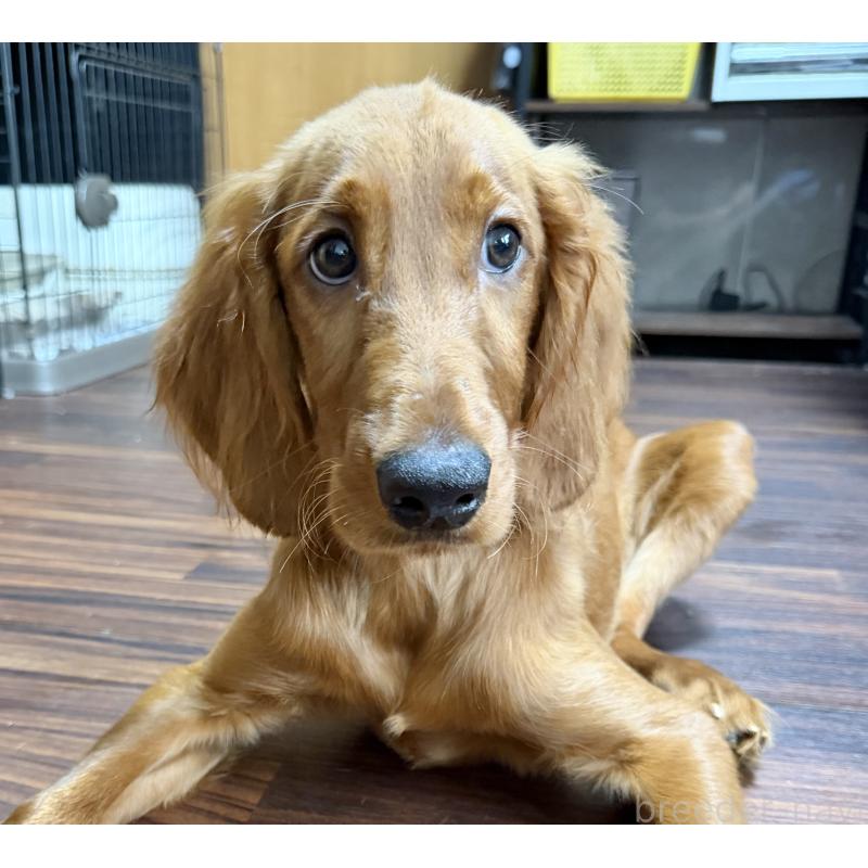 成約済の東京都のアイリッシュセッター-399027の3枚目