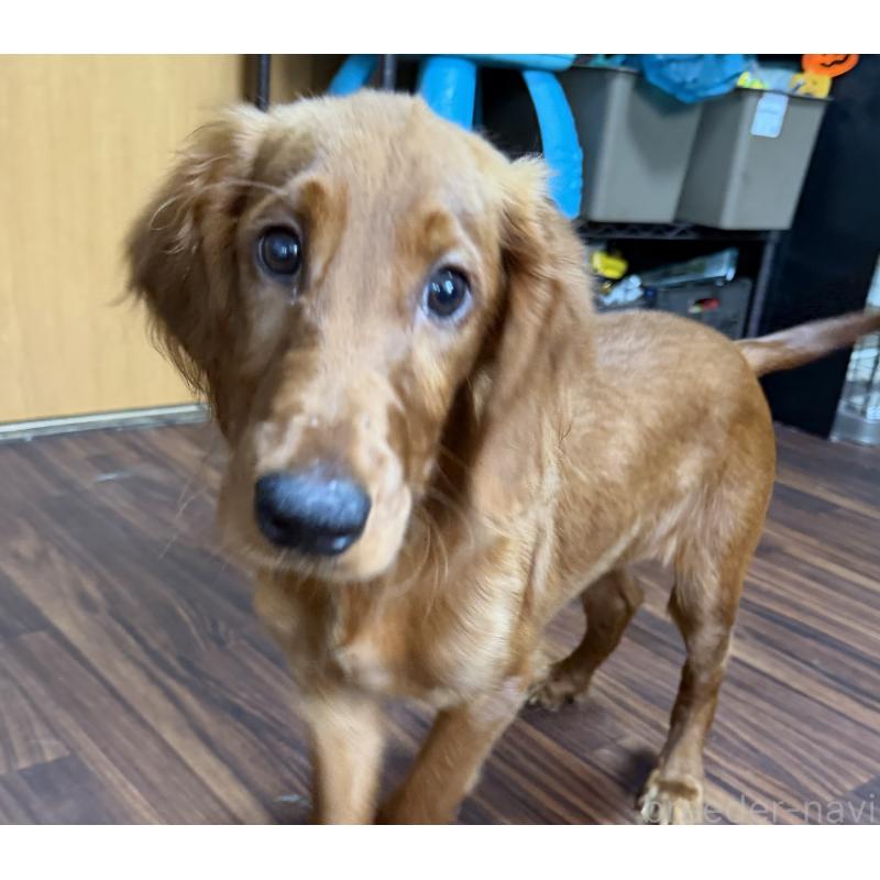 成約済の東京都のアイリッシュセッター-399027の2枚目