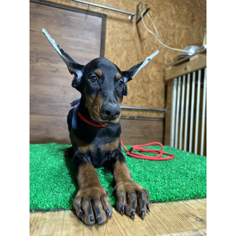 販売中の宮城県のドーベルマン-421500の1枚目