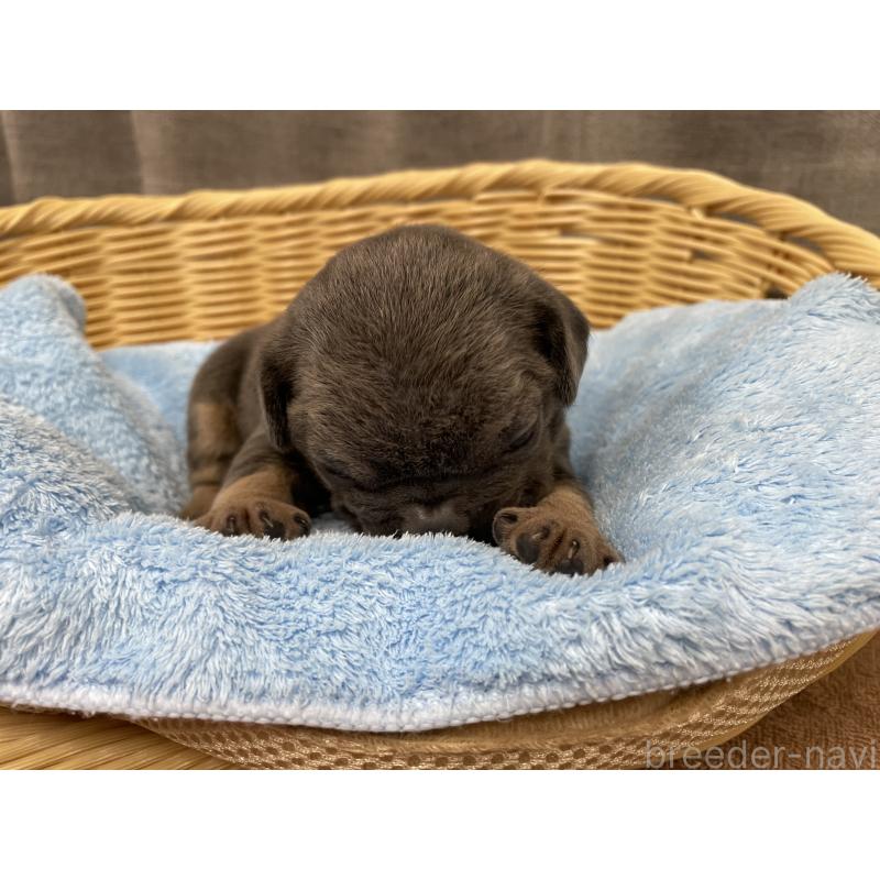 販売中の茨城県のフレンチブルドッグ-421519の3枚目