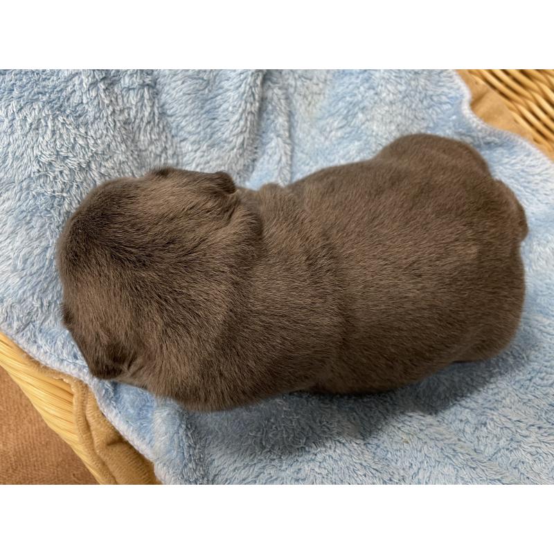 販売中の茨城県のフレンチブルドッグ-421519の2枚目