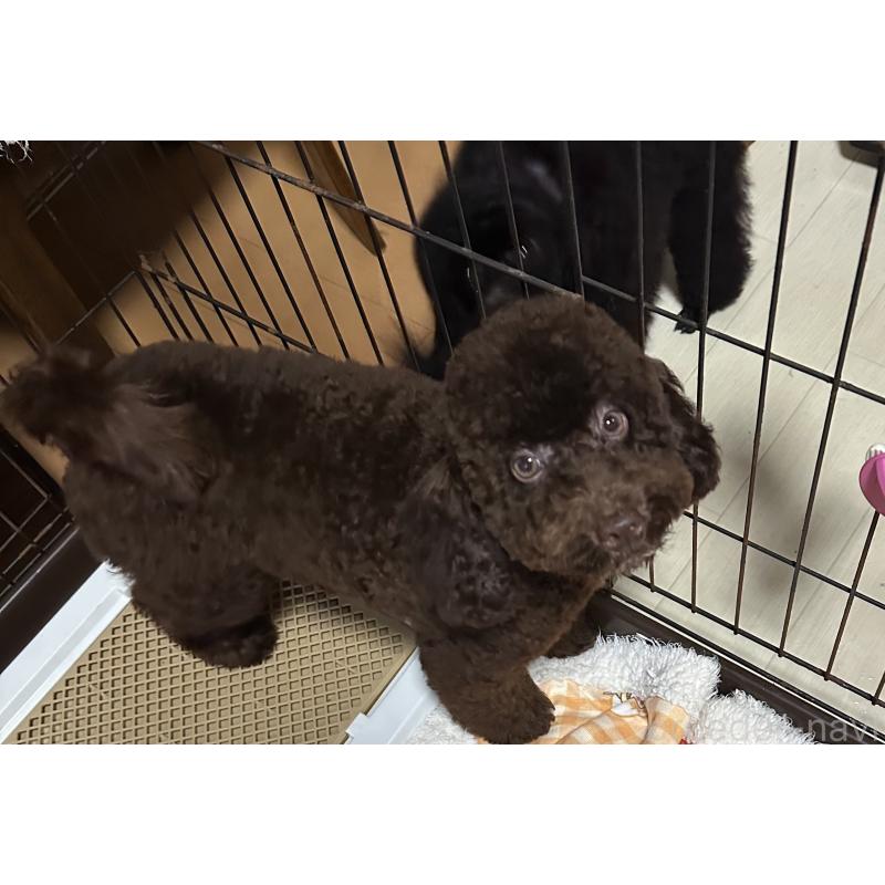販売中の兵庫県のトイプードル-421512の2枚目