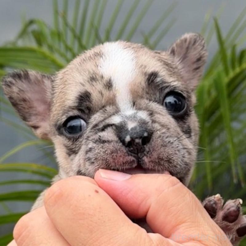 成約済の千葉県のフレンチブルドッグ-417965の7枚目