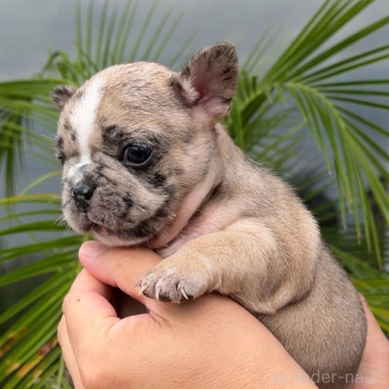 成約済の千葉県のフレンチブルドッグ-417965の5枚目