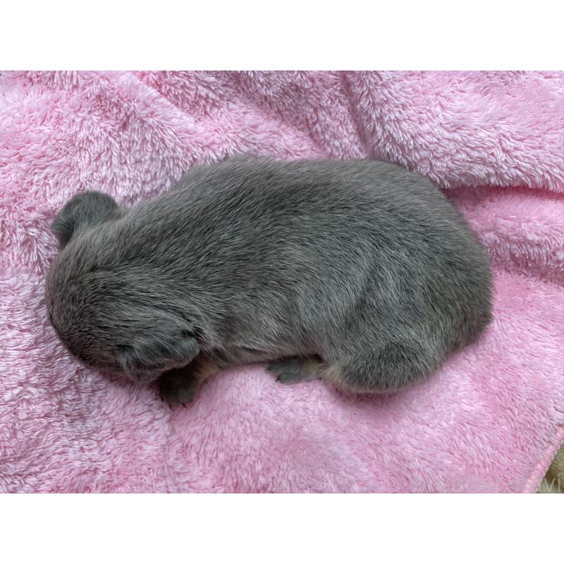 販売中の茨城県のフレンチブルドッグ-421520の5枚目