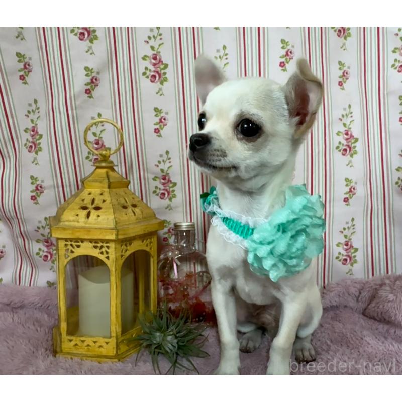 成約済の福岡県のチワワ(スムースコート)-410609の10枚目