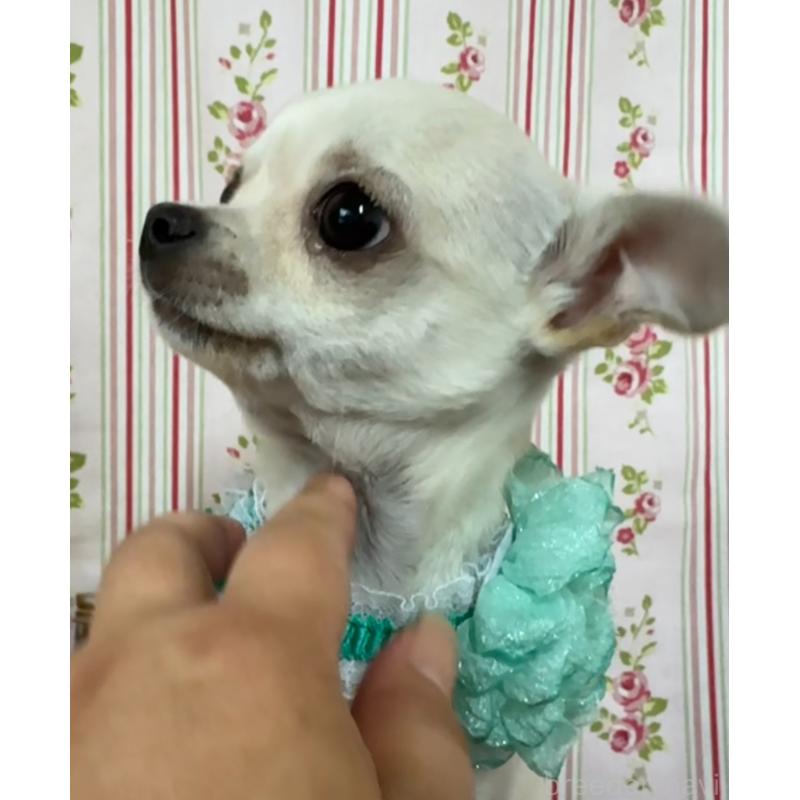 成約済の福岡県のチワワ(スムースコート)-410609の9枚目