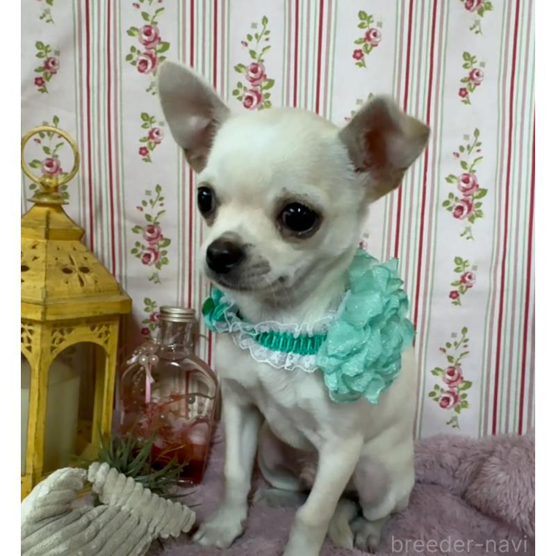 成約済の福岡県のチワワ(スムースコート)-410609の8枚目