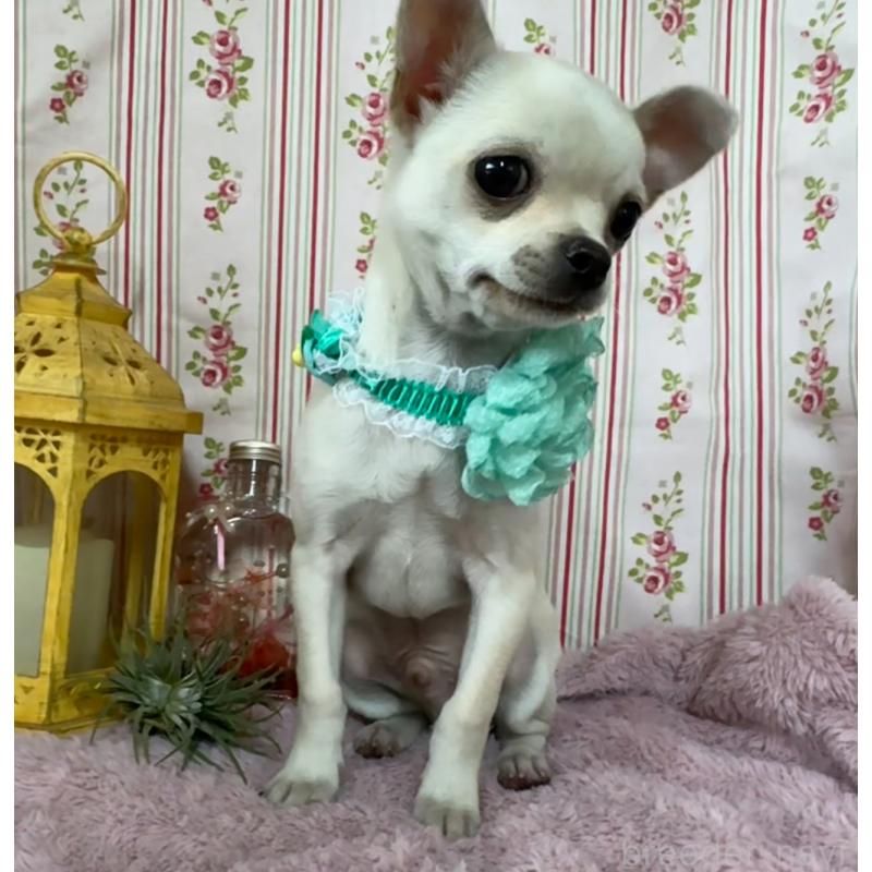 成約済の福岡県のチワワ(スムースコート)-410609の7枚目