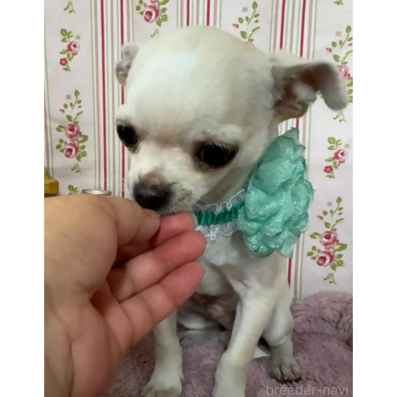 成約済の福岡県のチワワ(スムースコート)-410609の6枚目