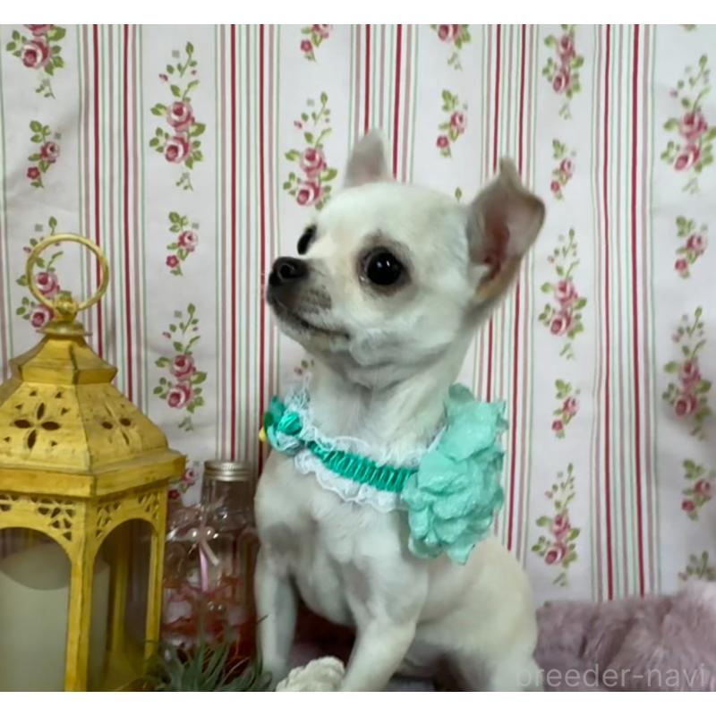 成約済の福岡県のチワワ(スムースコート)-410609の5枚目