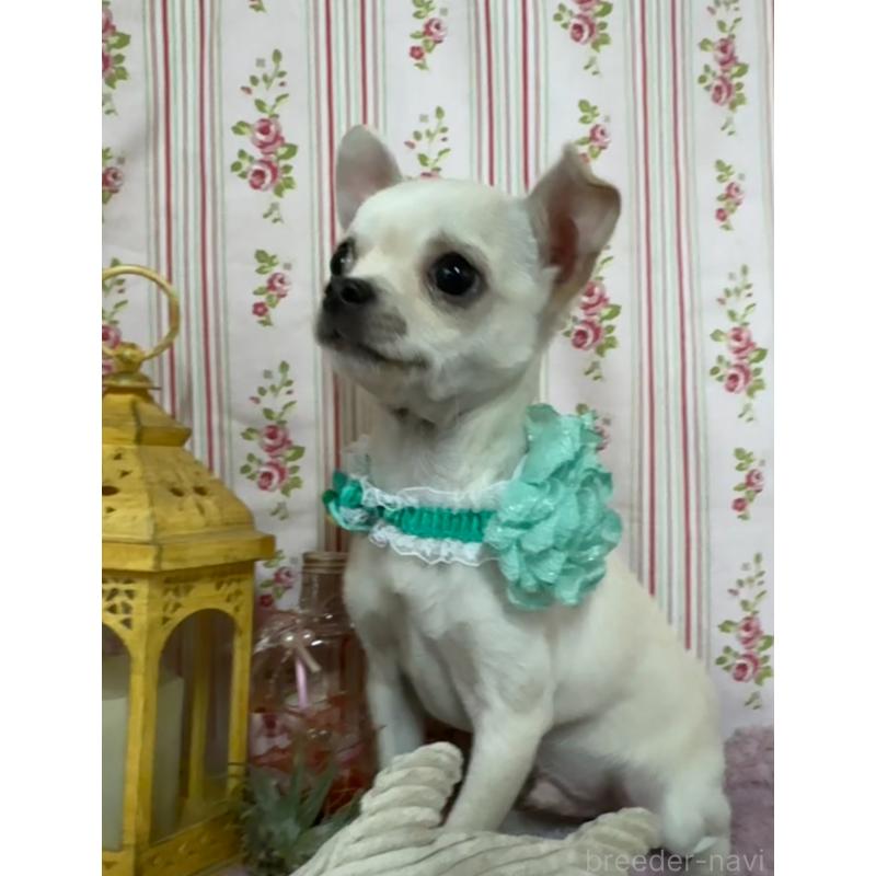 成約済の福岡県のチワワ(スムースコート)-410609の4枚目