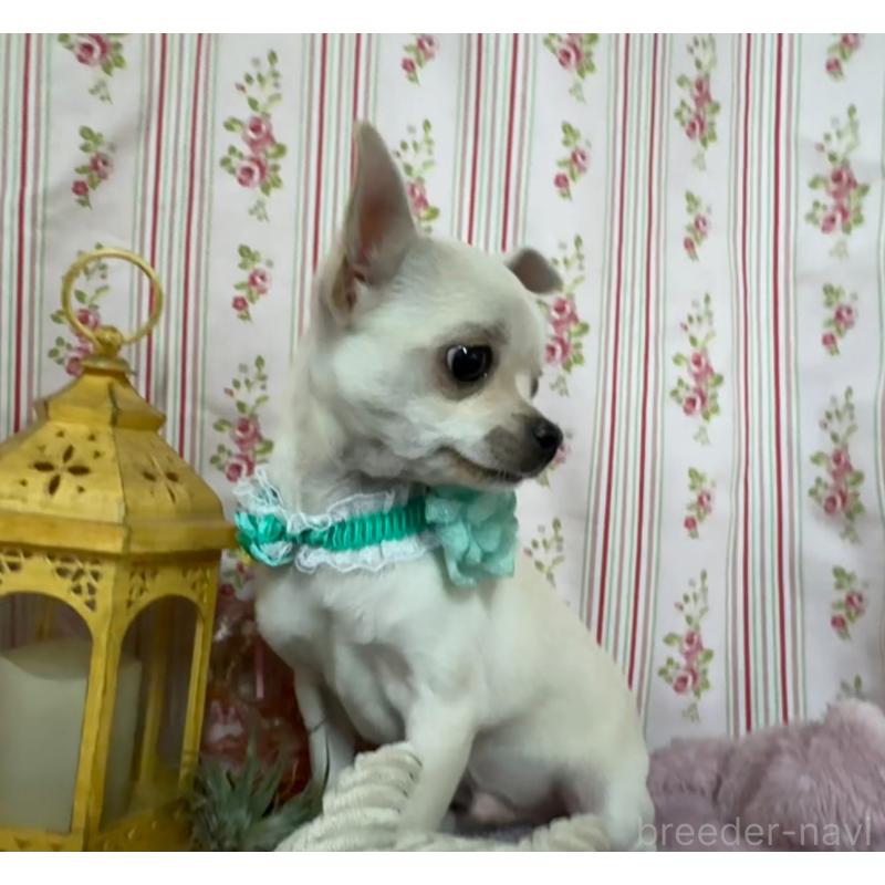 成約済の福岡県のチワワ(スムースコート)-410609の3枚目