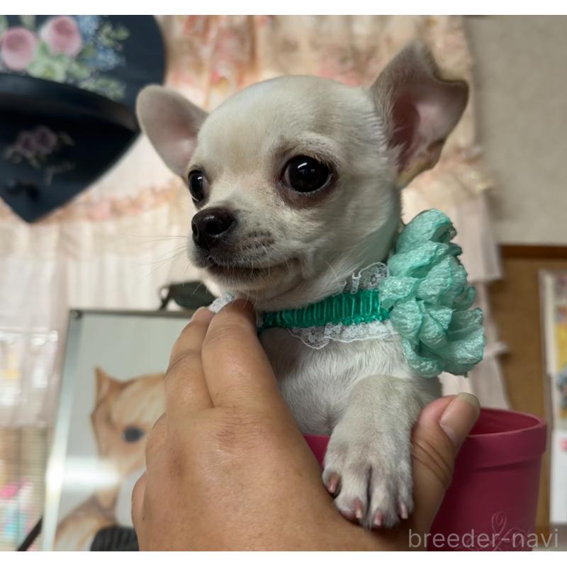 成約済の福岡県のチワワ(スムースコート)-410609の2枚目