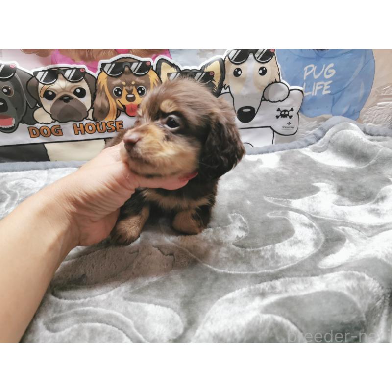 成約済の茨城県のカニンヘンダックスフンド(ロングヘアード)-418056の3枚目