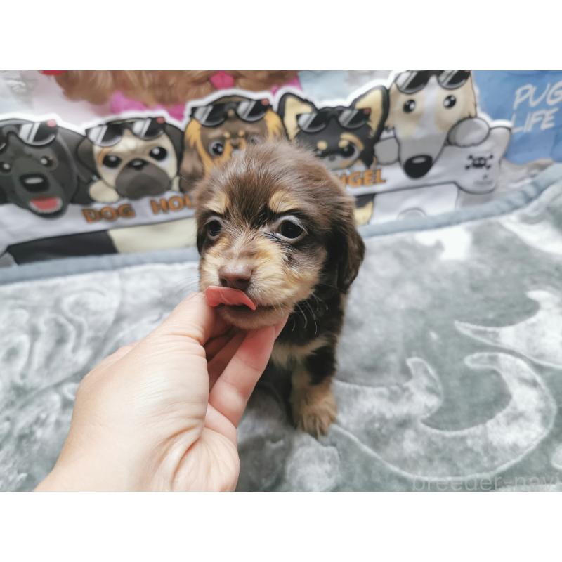 成約済の茨城県のカニンヘンダックスフンド(ロングヘアード)-418056の2枚目