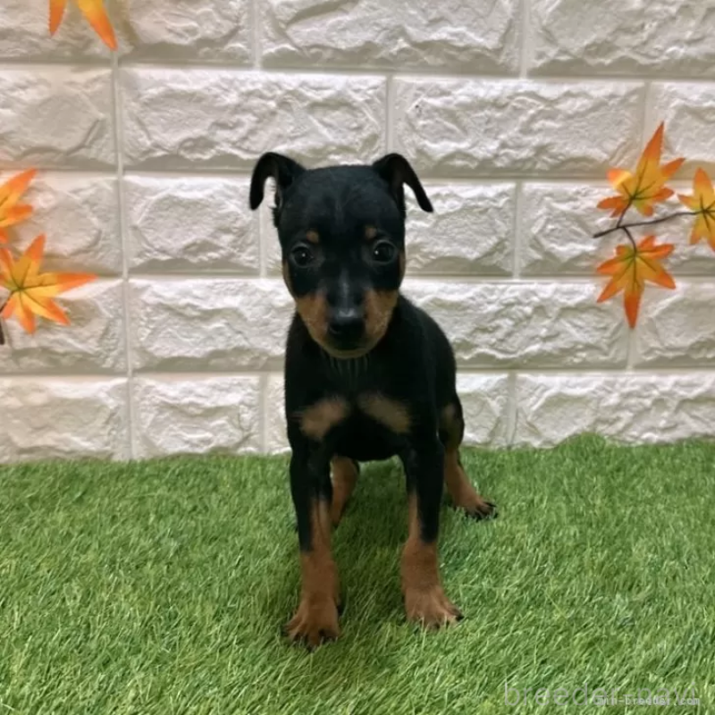 成約済の愛知県のミニチュアピンシャー(ミニピン)-417646