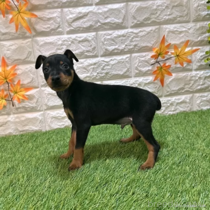 成約済の愛知県のミニチュアピンシャー(ミニピン)-417646の5枚目