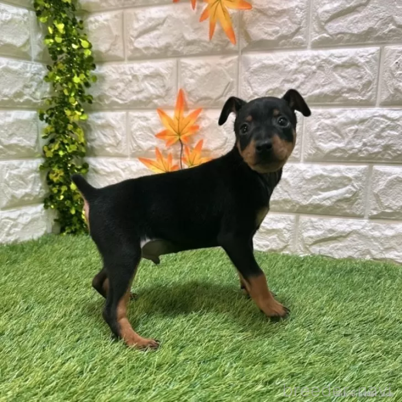 成約済の愛知県のミニチュアピンシャー(ミニピン)-417646の4枚目