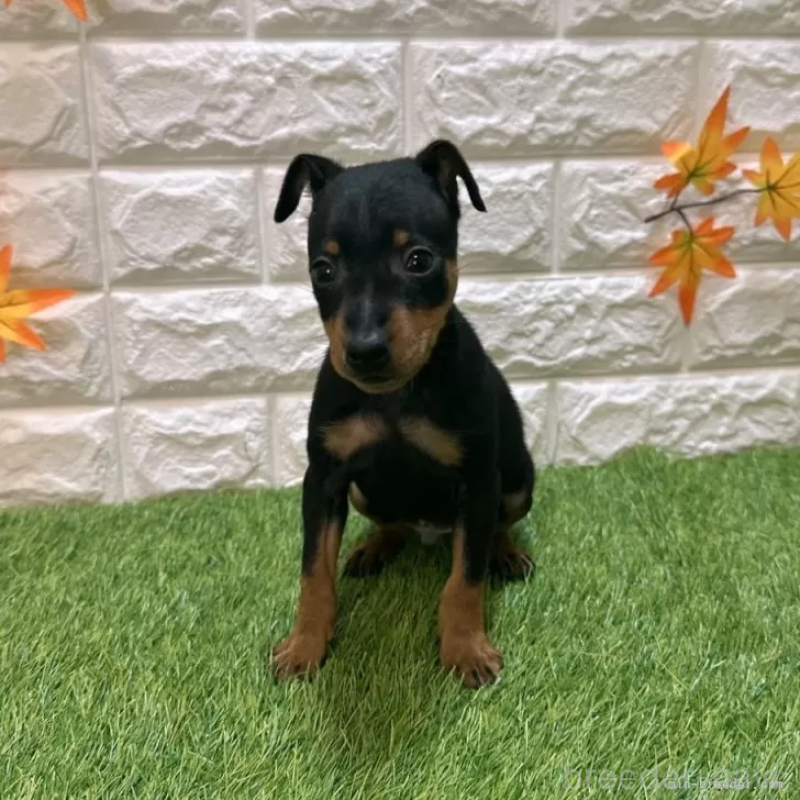 成約済の愛知県のミニチュアピンシャー(ミニピン)-417646の3枚目