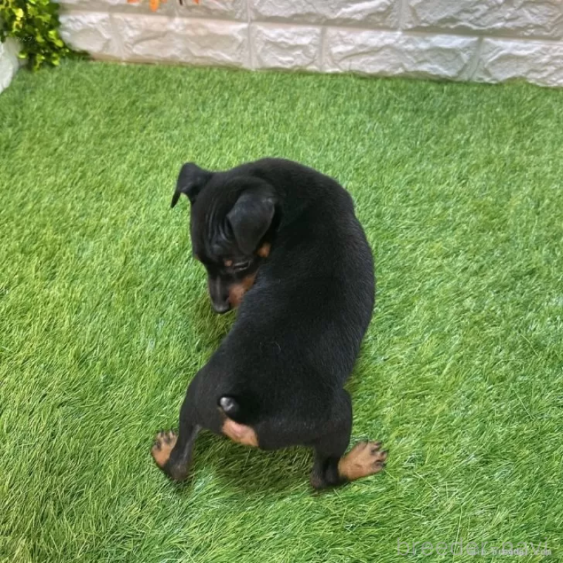 成約済の愛知県のミニチュアピンシャー(ミニピン)-417646の2枚目