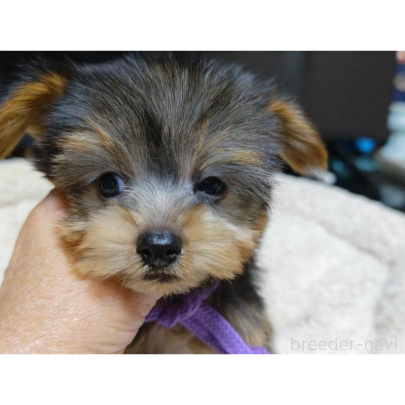 成約済の広島県のヨークシャーテリア-417940の5枚目