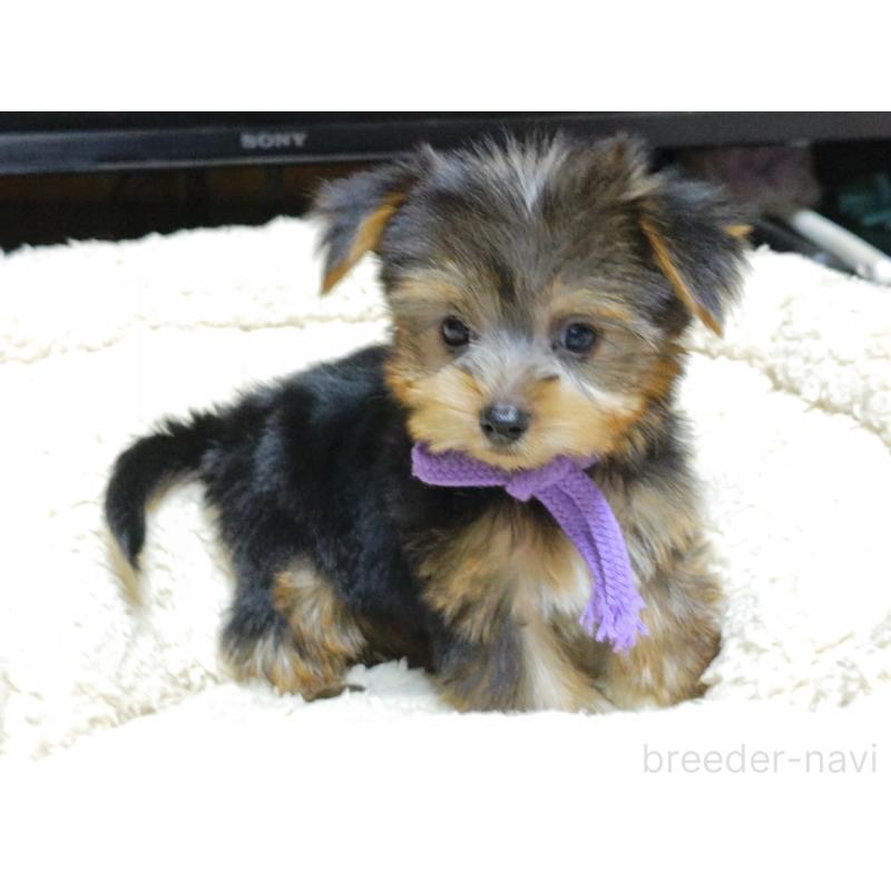 成約済の広島県のヨークシャーテリア-417940の4枚目