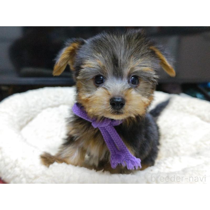 成約済の広島県のヨークシャーテリア-417940の3枚目