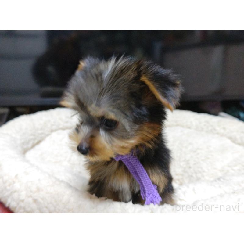 成約済の広島県のヨークシャーテリア-417940の2枚目