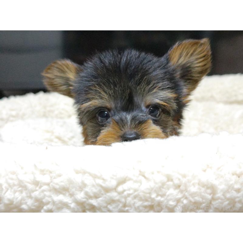 成約済の広島県のヨークシャーテリア-417943の5枚目