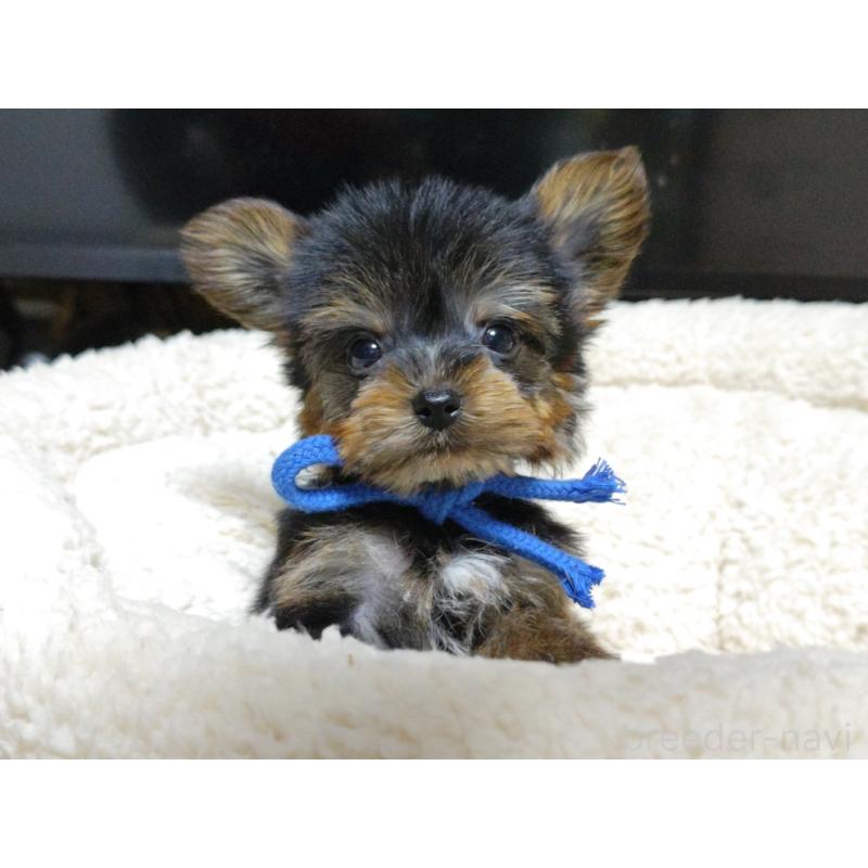 成約済の広島県のヨークシャーテリア-417943の4枚目