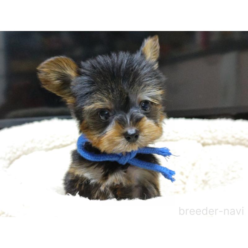 成約済の広島県のヨークシャーテリア-417943の3枚目