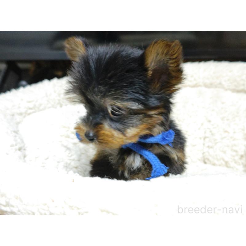 成約済の広島県のヨークシャーテリア-417943の2枚目