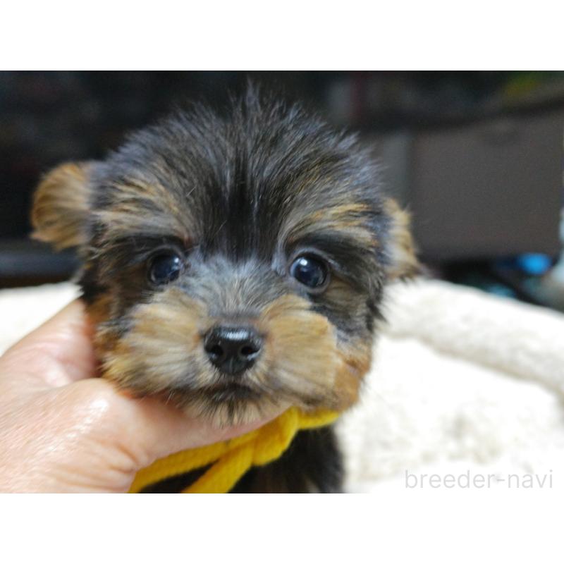 成約済の広島県のヨークシャーテリア-417945の5枚目