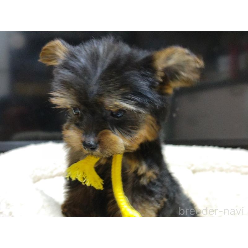 成約済の広島県のヨークシャーテリア-417945の4枚目