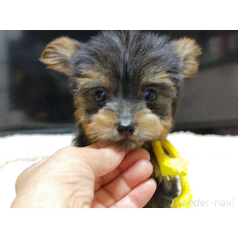 成約済の広島県のヨークシャーテリア-417945の3枚目