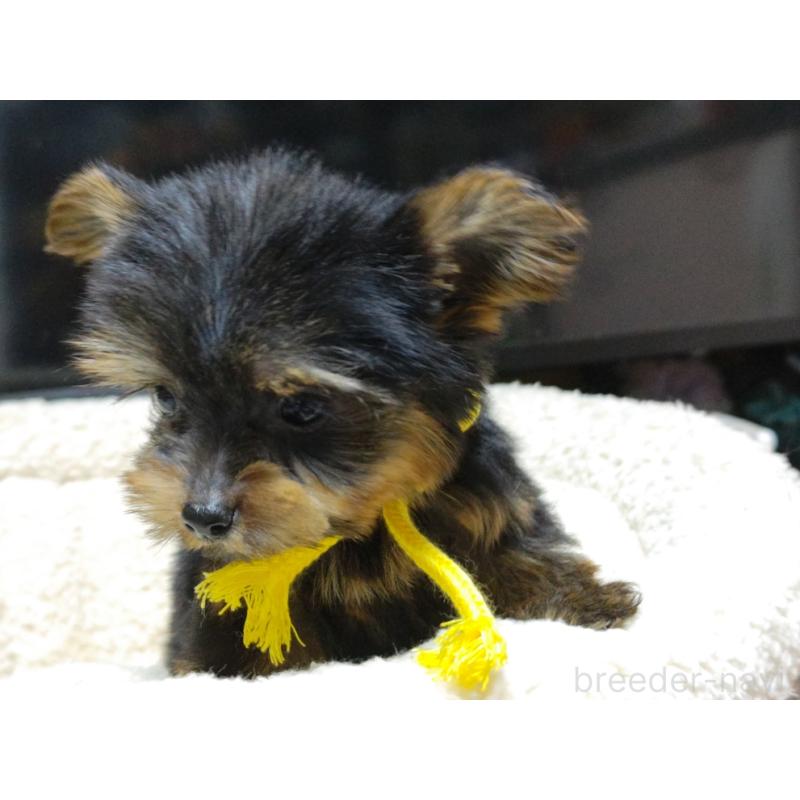 成約済の広島県のヨークシャーテリア-417945の2枚目