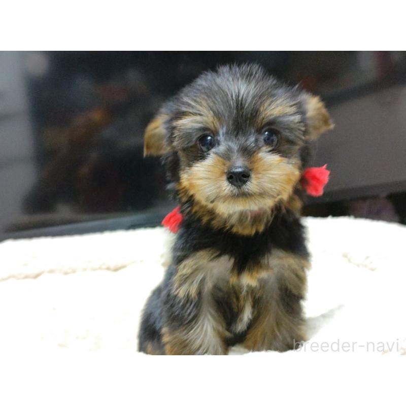 成約済の広島県のヨークシャーテリア-417947の5枚目