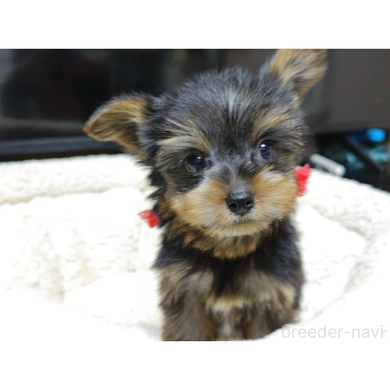 成約済の広島県のヨークシャーテリア-417947の4枚目