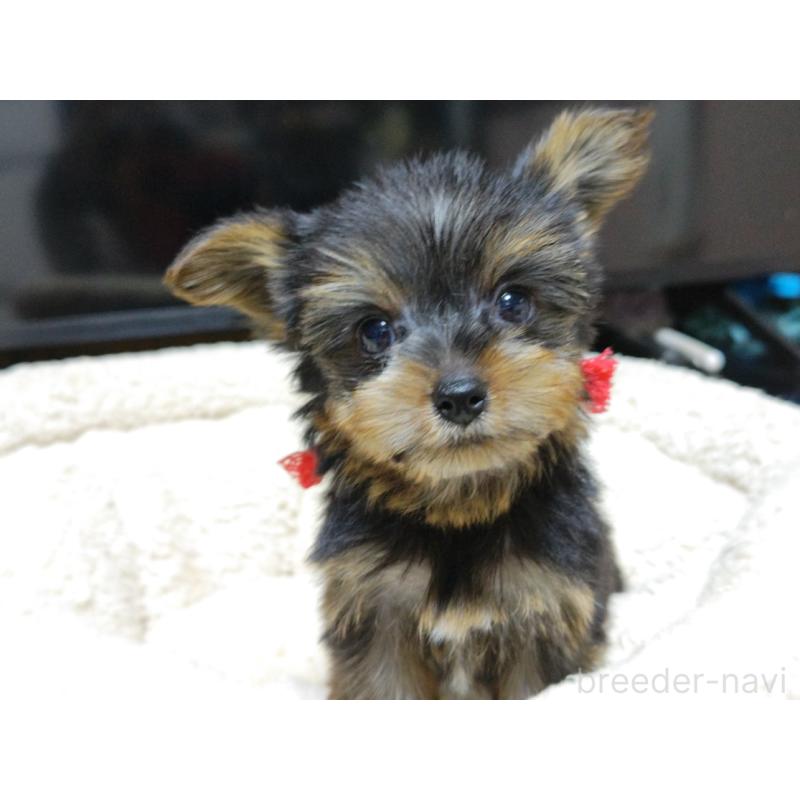 成約済の広島県のヨークシャーテリア-417947の3枚目