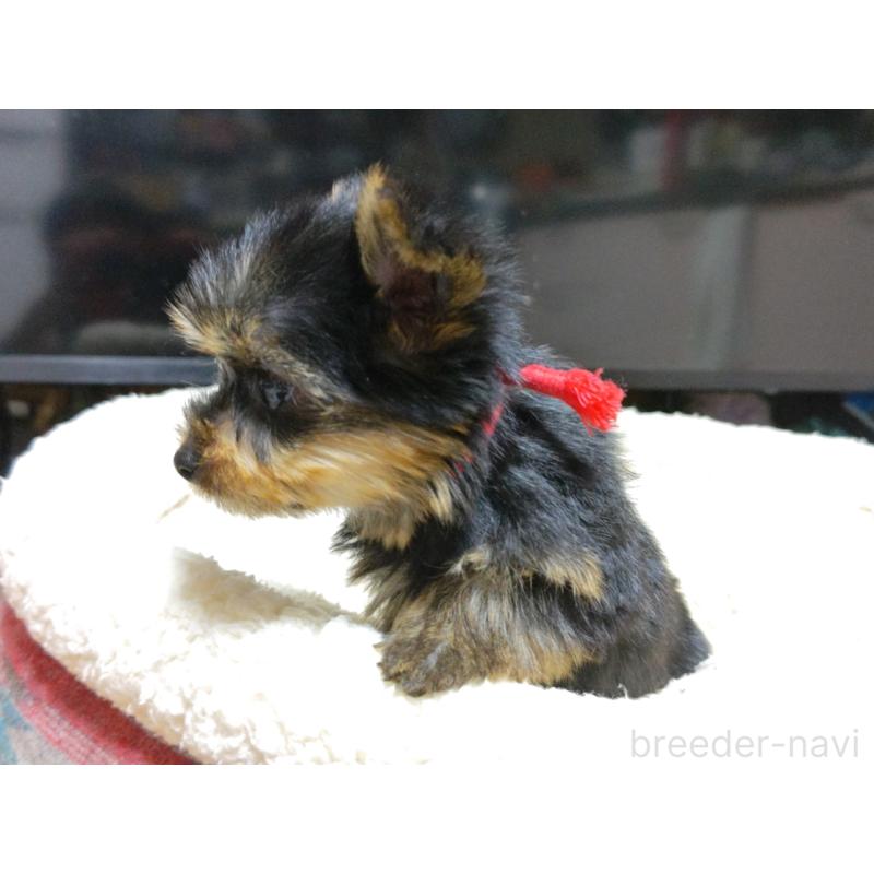 成約済の広島県のヨークシャーテリア-417947の2枚目