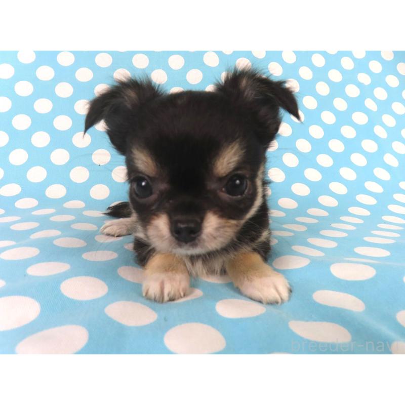 成約済の千葉県のチワワ(ロングコート)-417537の11枚目