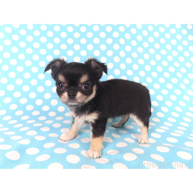 成約済の千葉県のチワワ(ロングコート)-417537の9枚目