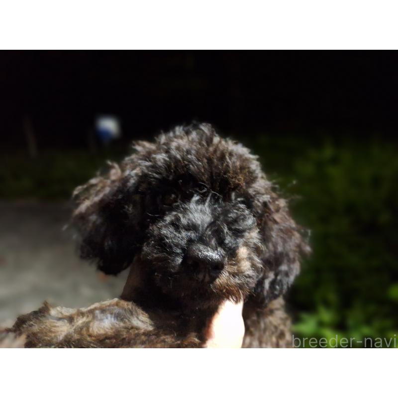 成約済の長野県のトイプードル-397721の2枚目