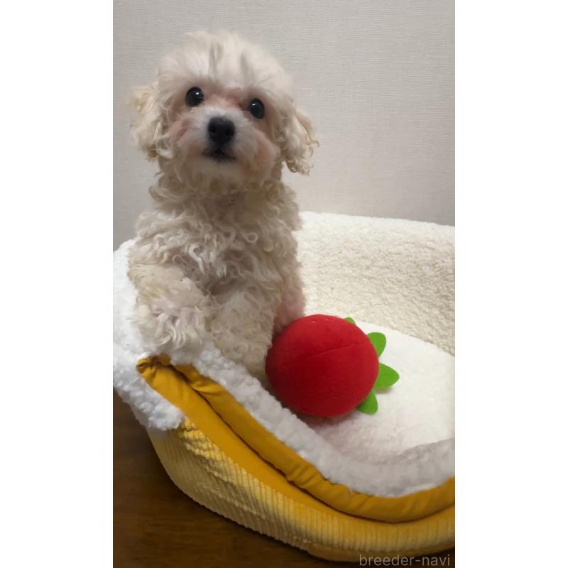 成約済の広島県のミックス犬-419957の1枚目