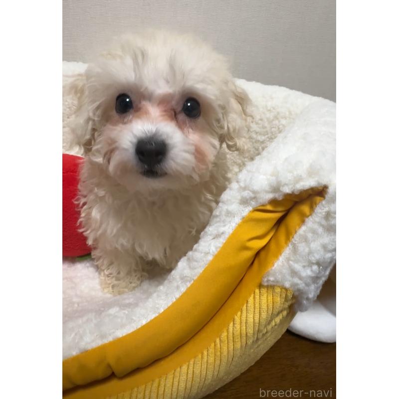 成約済の広島県のミックス犬-419957の8枚目