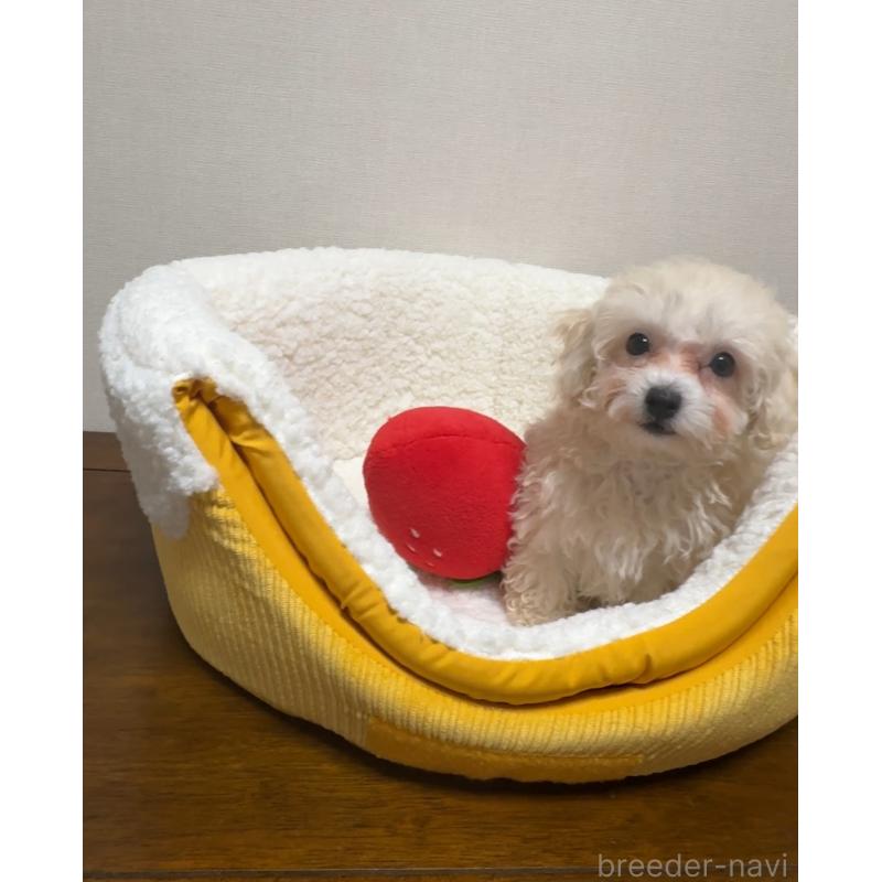 成約済の広島県のミックス犬-419957の7枚目