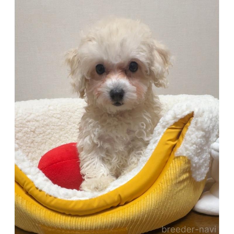 成約済の広島県のミックス犬-419957の6枚目